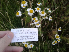 Tripleurospermum inodorum