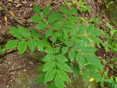Fraxinus sieboldiana