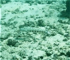 Parapercis clathrata