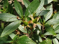 Rhododendron yedoense