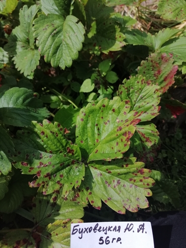 Mancha-de-diplocarpon