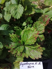 Diplocarpon fragariae