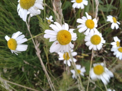 Tripleurospermum inodorum