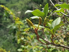 Rhododendron mucronulatum