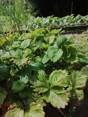 Diplocarpon fragariae