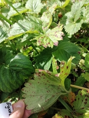 Diplocarpon fragariae