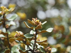 Quercus aquifolioides