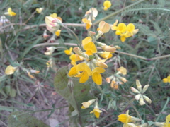 Lotus corniculatus