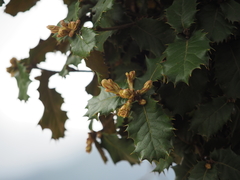Quercus aquifolioides