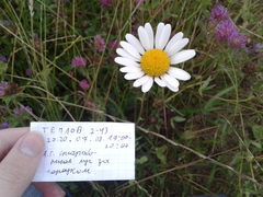 Leucanthemum vulgare