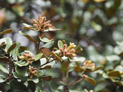 Quercus aquifolioides