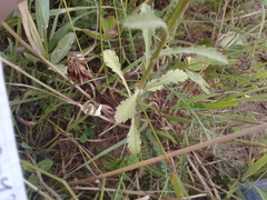 Leucanthemum vulgare