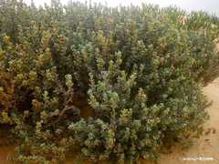 Echiochilon chazaliei