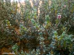 Echiochilon chazaliei