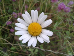Leucanthemum vulgare