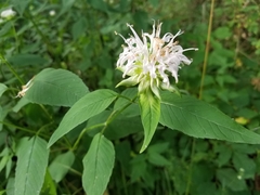 Monarda clinopodia