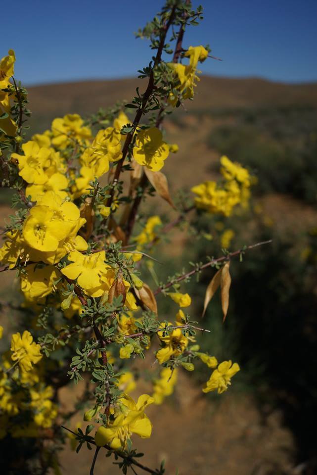 Karoo Gold