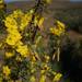 Karoo Gold - Photo (c) Reuben Heydenrych, some rights reserved (CC BY-SA)