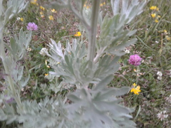 Artemisia absinthium