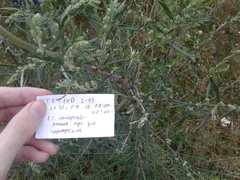 Artemisia vulgaris