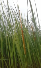 Typha angustifolia