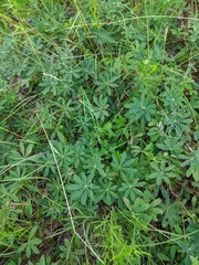 Lupinus perennis