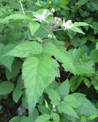 Rubus leucodermis
