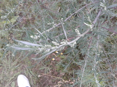 Artemisia vulgaris
