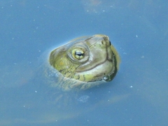 Mauremys leprosa leprosa