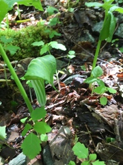 Arisaema stewardsonii