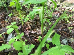 Arisaema triphyllum