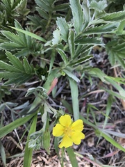 Potentilla ambigens