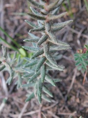 Phylica calcarata