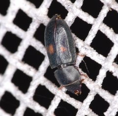 Tenebroides bimaculatus