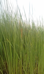 Typha angustifolia