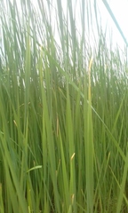 Typha angustifolia