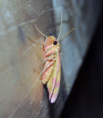 Rhodostrophia calabra