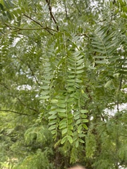 Gleditsia aquatica