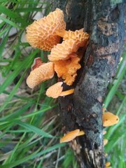 Favolaschia calocera