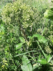 Angelica archangelica litoralis