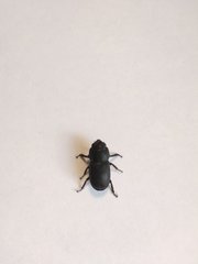 Dorcus parallelipipedus