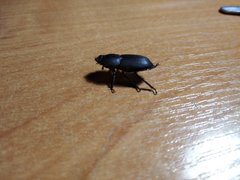 Dorcus parallelipipedus