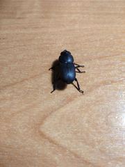 Dorcus parallelipipedus