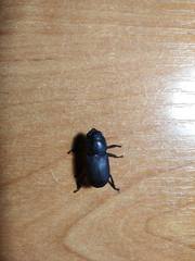 Dorcus parallelipipedus