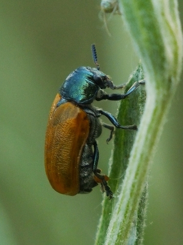 Labidostomis lucida