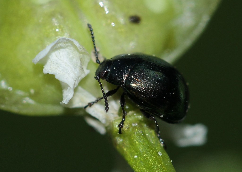 Neophaedon pyritosus