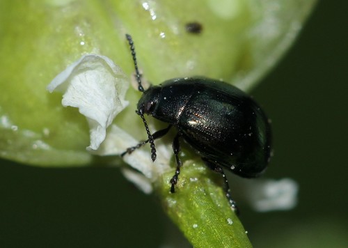 Neophaedon pyritosus