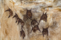 Hipposideros caffer