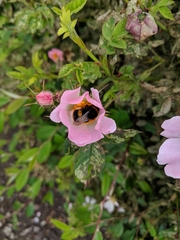 Bombus terrestris