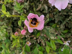 Bombus terrestris